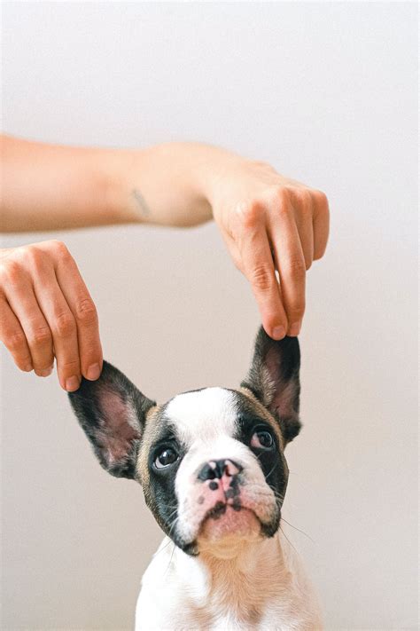 French Bulldog Photos, Download The BEST Free French Bulldog Stock ...