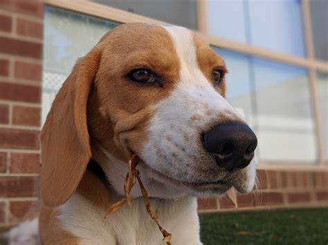 The Truth About Beagles — Happy Life Beagle Rescue