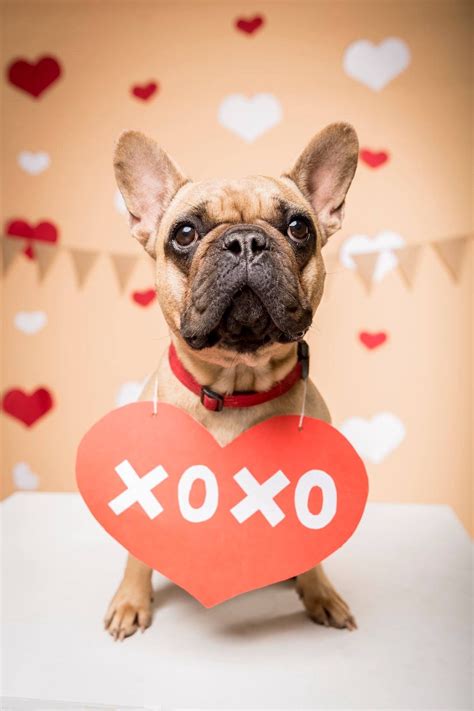 Cute Dog Holding XOXO Sign