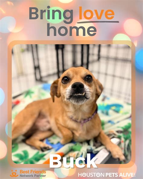 Bring Love Home Dog Adoption Event - Houston Pets Alive!