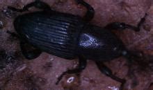 cosmopolites sordidus cosmsooverview eppo global