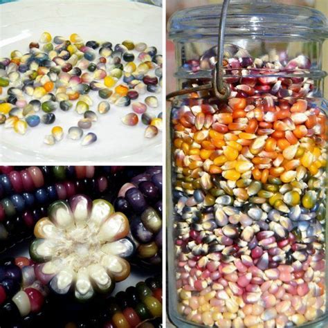 Необычная цветная кукуруза – можно ли ее есть и что это за сорт ...