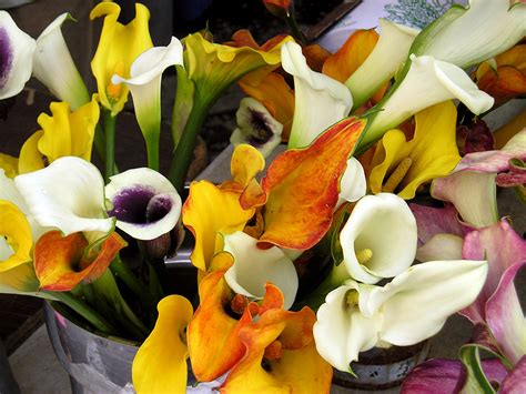 Fonds d'ecran Calla des marais En gros plan Fleurs télécharger photo