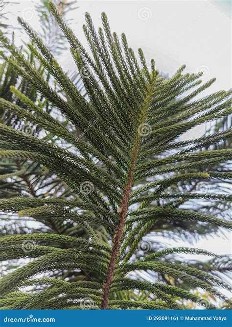 Some of the Leaves of a Palm Tree Stock Image - Image of decorative