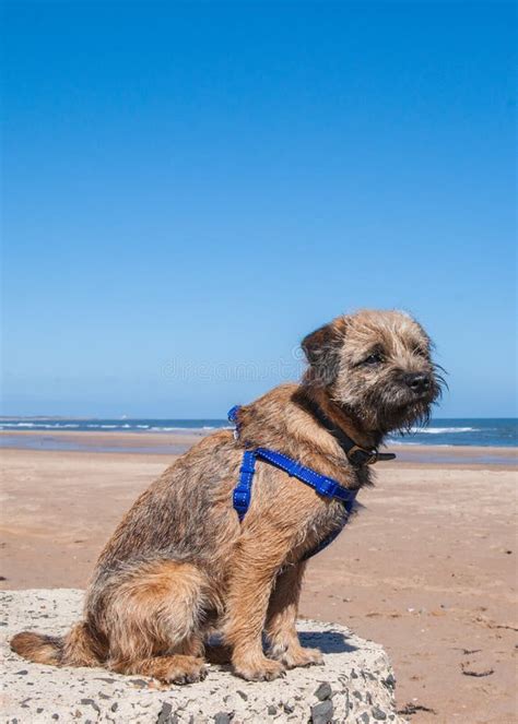 border terrier  training harness stock photo image  puppy