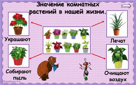 Комнатные растения. Урок 19. 2 класс - презентация онлайн