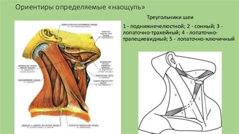 Анатомия сосудов шеи и головы - краткая лекция