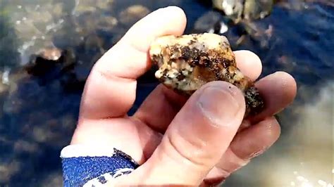 Не лоша проба за самородно злато и някой друг улей след това. #gold ...