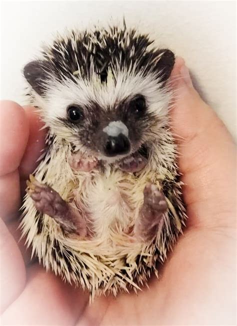Poké The Hedgehog Memorial – In memory of my hedgehog