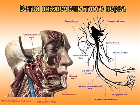 Глазничный нерв Верхнечелюстной нерв Нижнечелюстной нерв. Гассеров узел