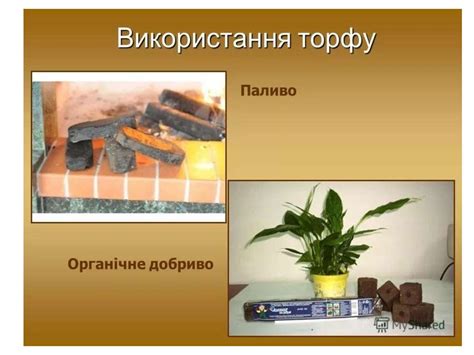 Як утворився торф і камяне вугіля - презентация онлайн