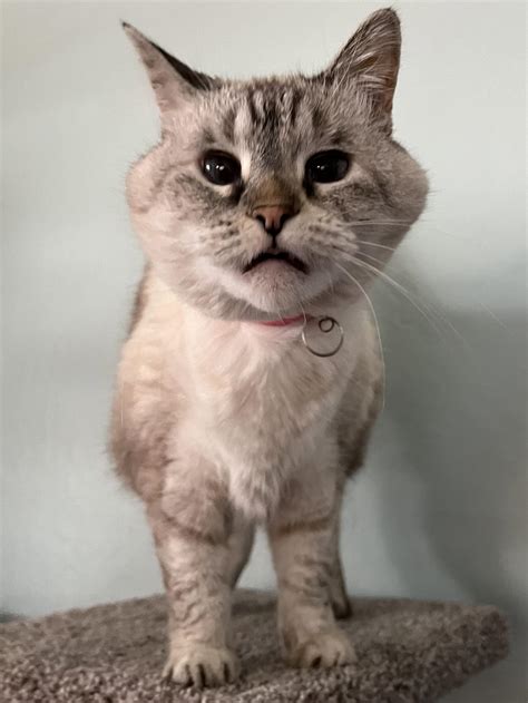 Cat Hyperthyroidism: How Long Can They Live?