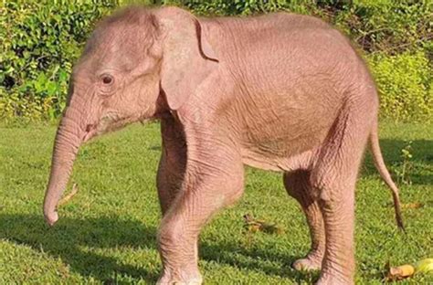 Pink Albino Elephant