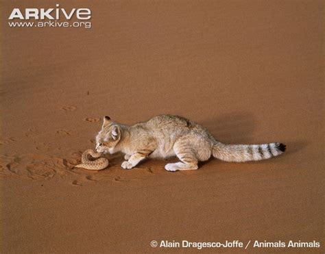 sand cat lives   driest deserts  holes   ground  don