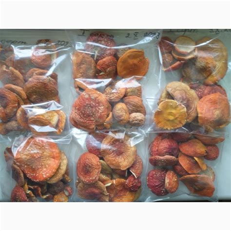 Продам сухі мухомори, купити сухі мухомори — Agro-Ukraine