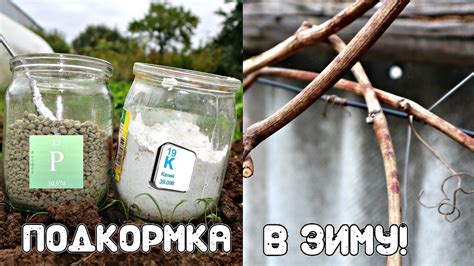2 удобрения для винограда осенью которые сделают ваш урожай следующего ...