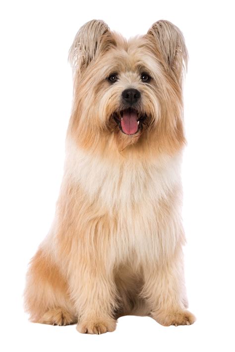 Elo: Character & Ownership - Dog Breed Pictures - dogbible