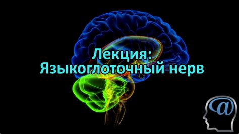 Языкоглоточный нерв. Лекция. Анатомия головного мозга - YouTube