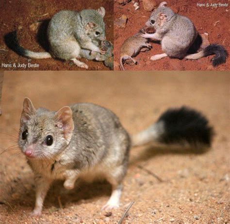 The Kowari is a small carnivorous marsupial from Australia. It feeds on