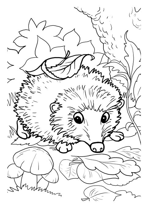 Hedgehogs. Free Printable, Coloring and Activity Page for Kids | BuyLapbook