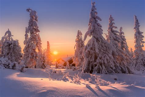 Снежные елки в Норвегии · бесплатная фотография от 3217864 - картинки ...