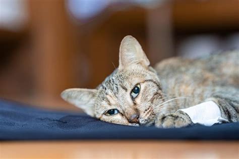 Gato Com Dor Abdominal - 12 Sinais de Alerta de que seu Gato está com Dor - Cats.com