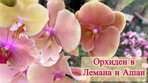 Орхидеи в Лемана Про и Ашан ТЦ Мега Самара - Осенний ветер биг лип ...