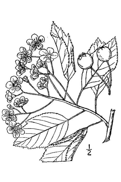 Hawthorn Flower Drawing at PaintingValley.com | Explore collection of ...