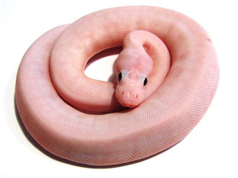 Morph List - World of Ball Pythons