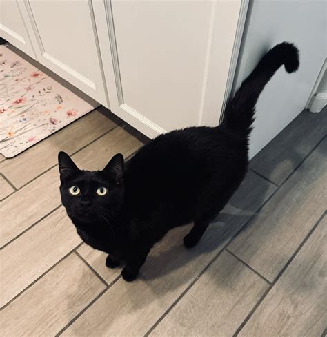 Marlon the Mitten Kitten