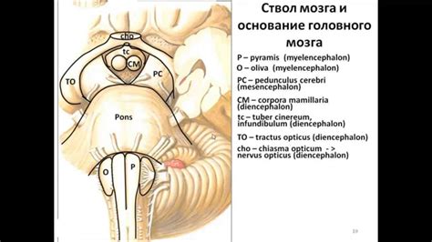 Basis cerebri - YouTube