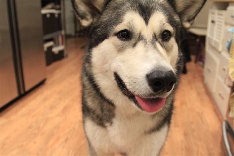 Do Dogs In Wasilla Need To Be Registered