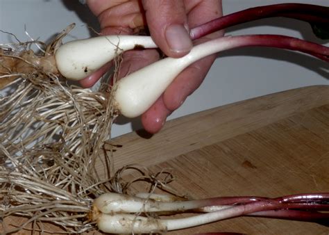 Alternative Roots Farm: Foraging: WIld Leeks (ramps)