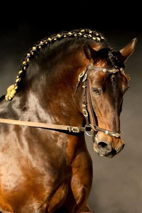 Ах вы кони... | Lusitano horse, Horses, Horse breeds