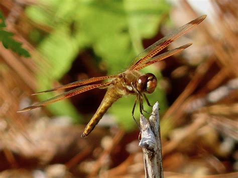 Painted Skimmer dragonfly – 5/27/19 – Sharon Friends of Conservation