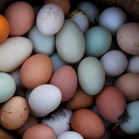 Ostrich Eggs Compared To Chicken Eggs Ostrich Egg Chicken Photos,
