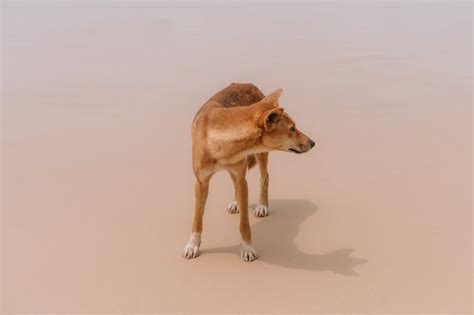 unveiling  elusive dingo biology behavior  habitat
