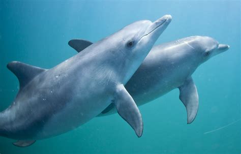 Perth Wildlife Encounters Dolphin Swim