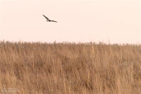 Photographing Northern Harriers - Behind the Scenes — Ray Hennessy Wildlife