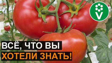 САМОЕ ВАЖНОЕ о выращивании томатов. Ответы на самые популярные вопросы ...