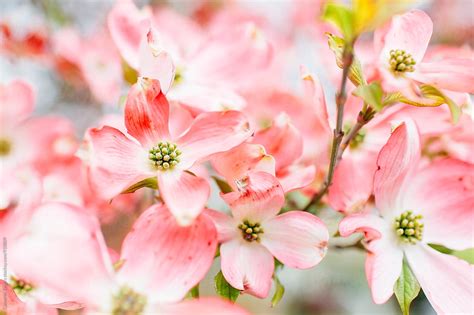 dogwood blooms  stocksy contributor cameron zegers stocksy