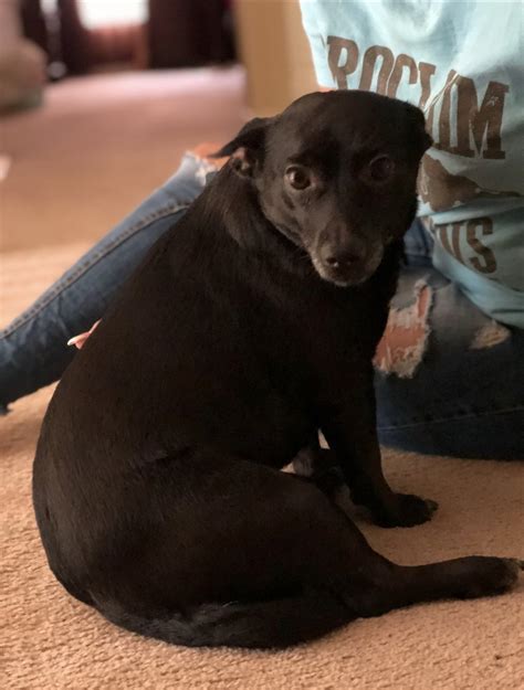 The Joy of a Pet's Love and the Heartache of Loss: A Journey Through