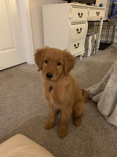 4 month old golden retriever 10