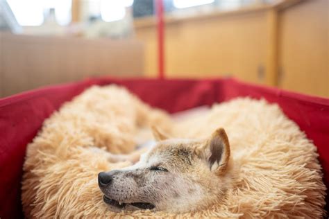 Dogecoin dog dies: Internet-famous Kabosu has passed away, owner says