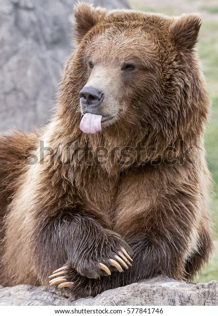 5,490 Bear Tongue Images, Stock Photos & Vectors | Shutterstock