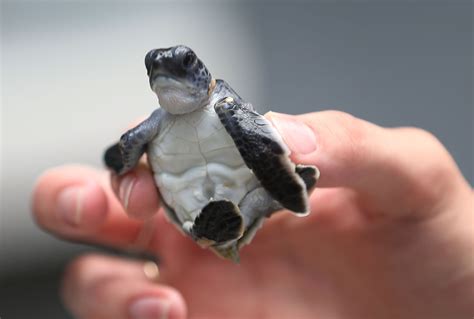 Sea Turtles Nesting on Beaches in South Carolina and Georgia