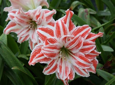 Hippeastrum Aphrodite types and varieties. Hippeastrum Aphrodite ...