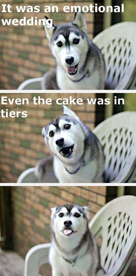 husky set  dad jokes funny animal jokes funny animal memes funny
