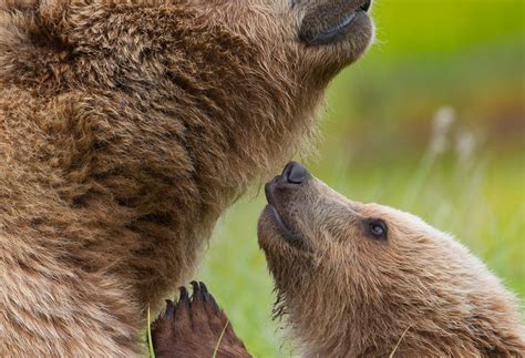 Special Bond between mama bear and cub - Wildlife Photography Coaching ...