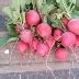 Редис Клюква в сахаре: описание и характеристики сорта, особенности ...